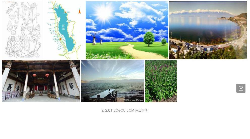 大理水苏照片和图片/