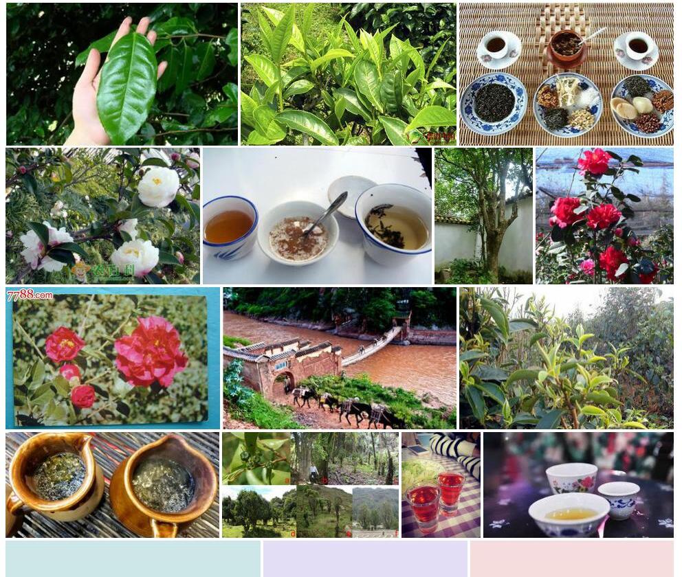 大理茶照片和图片/