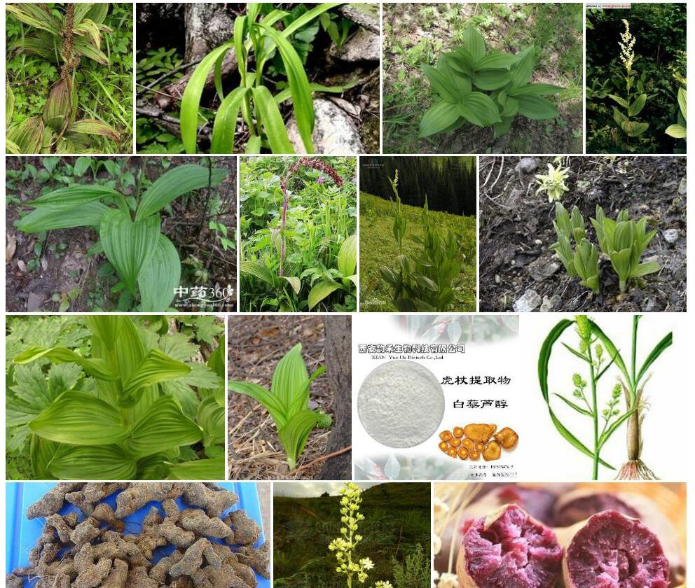 大理藜芦照片和图片/