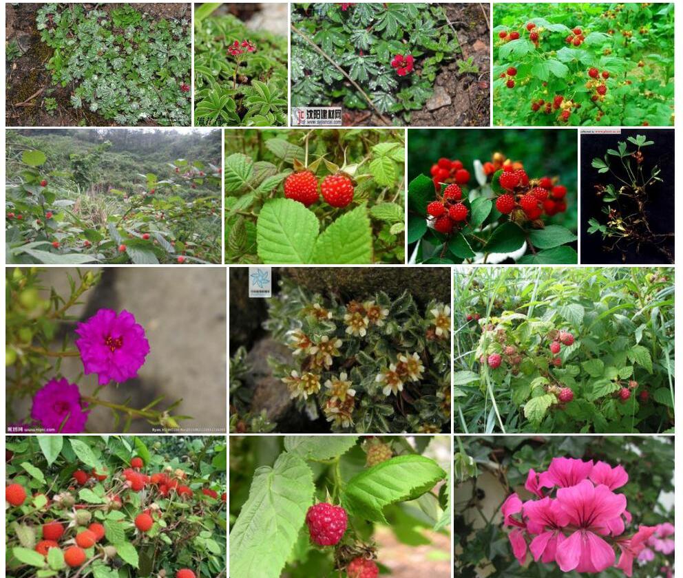 大瓣紫花山莓草照片和图片/