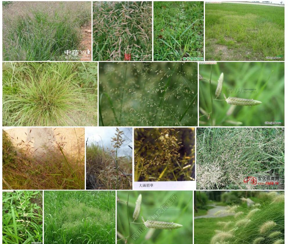 大画眉草照片和图片/
