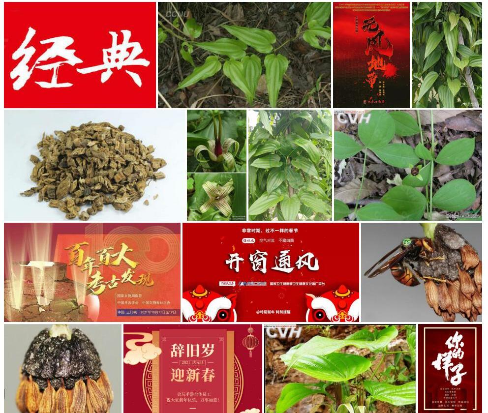 大百部照片和图片/