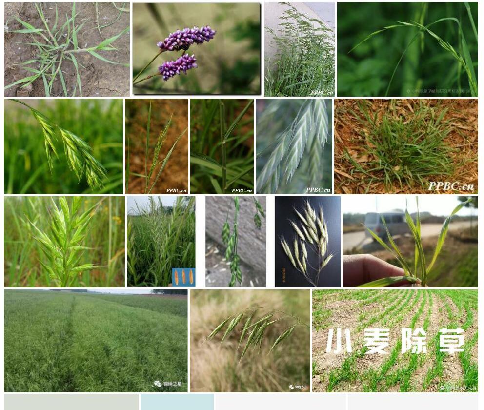 大穗雀麦照片和图片/