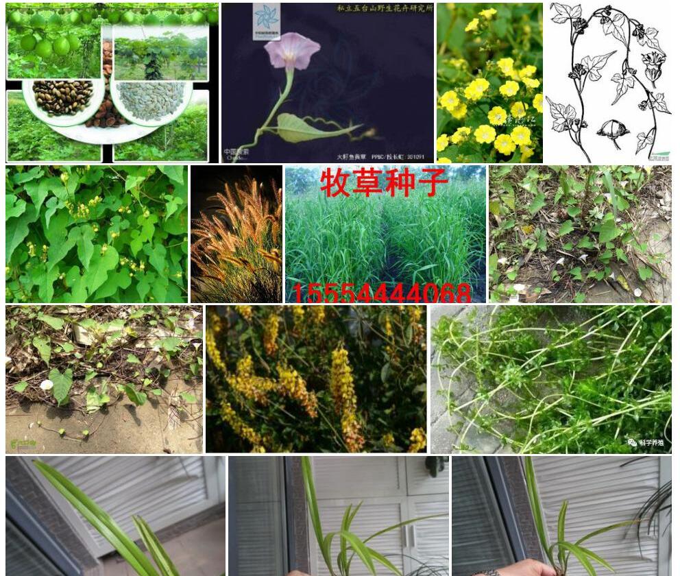 大籽鱼黄草照片和图片/