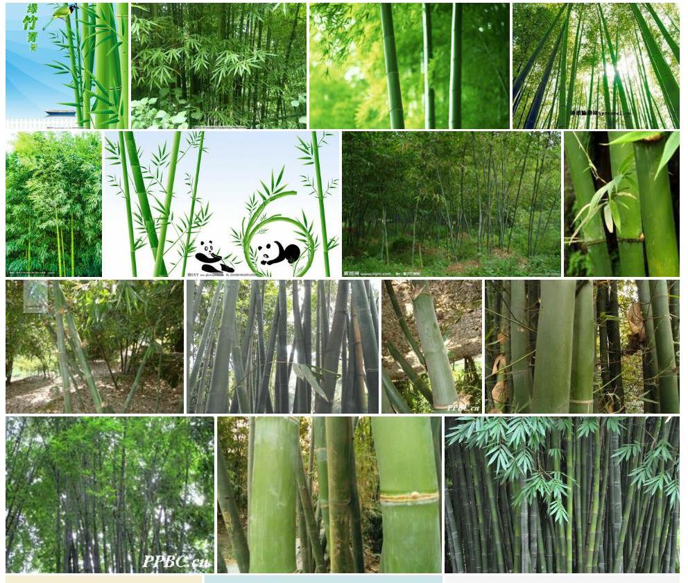 大绿竹照片和图片/