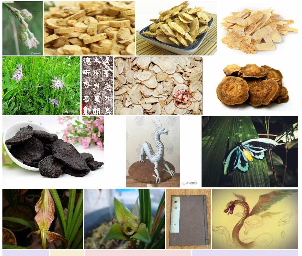 大翼黄耆照片和图片/