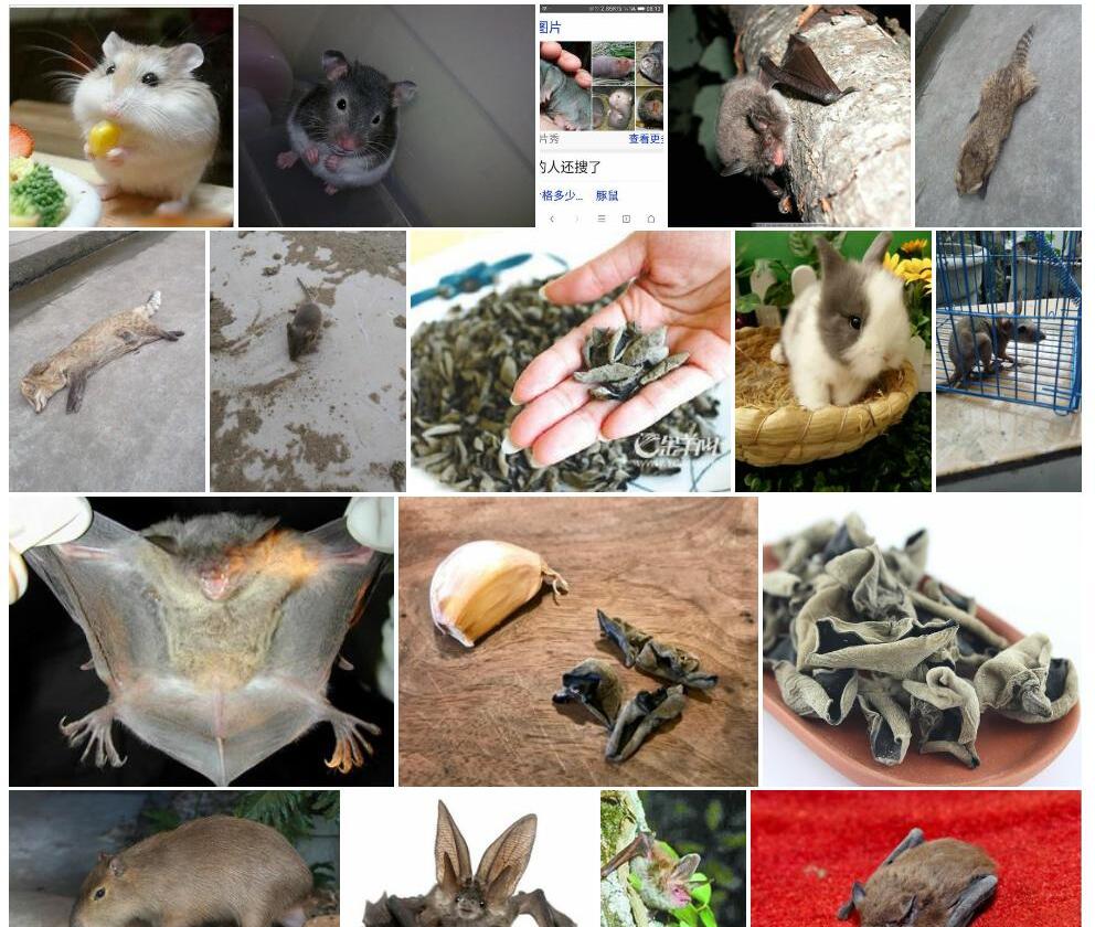 大老鼠耳照片和图片/