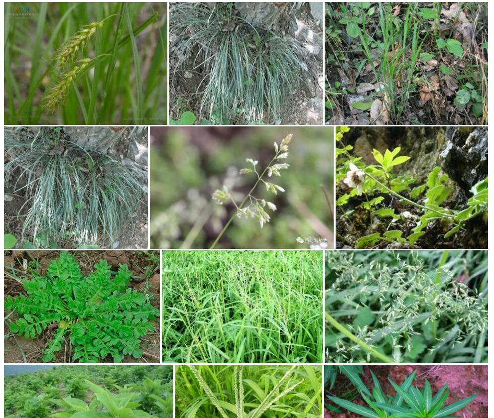 大舌薹草照片和图片/