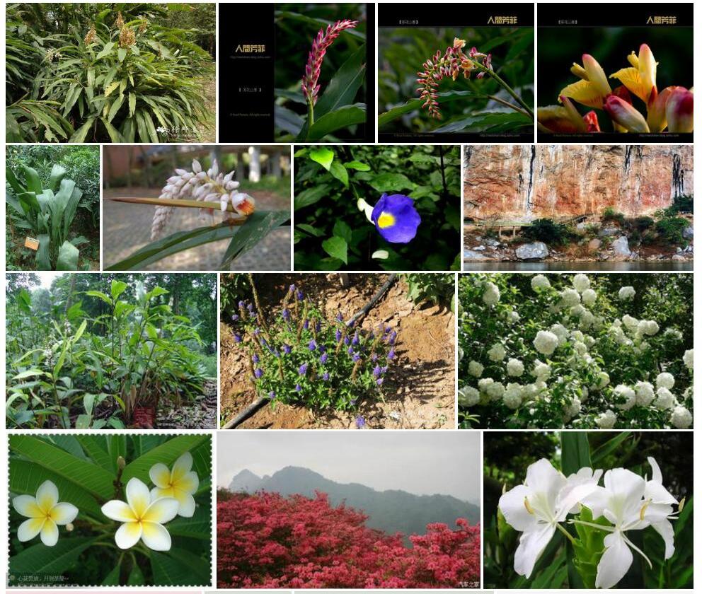 大花山姜照片和图片/