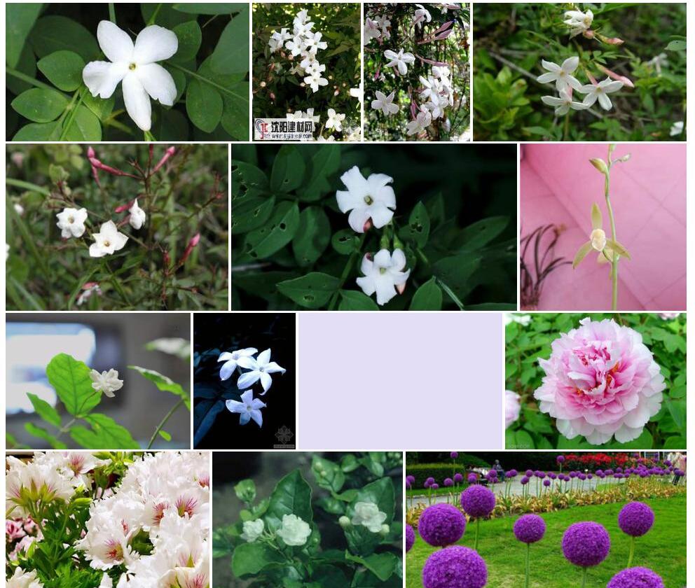 大花素方花照片和图片/
