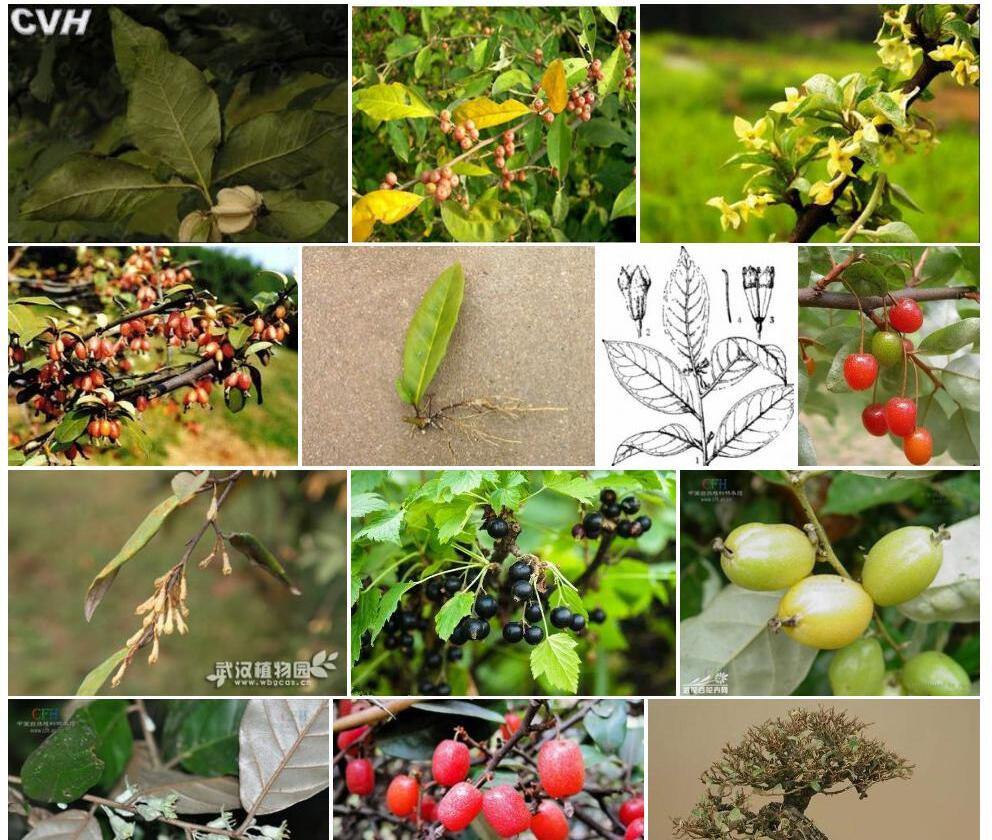 大花胡颓子照片和图片/