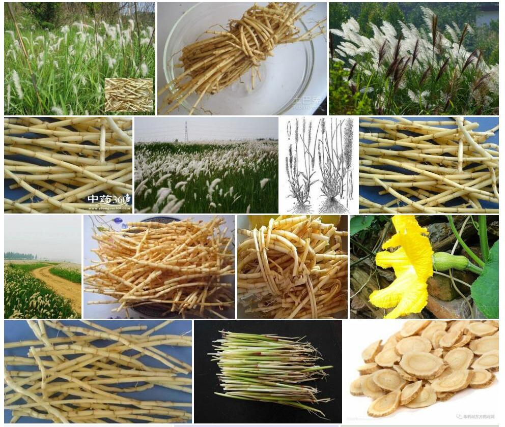 大花茅根照片和图片/