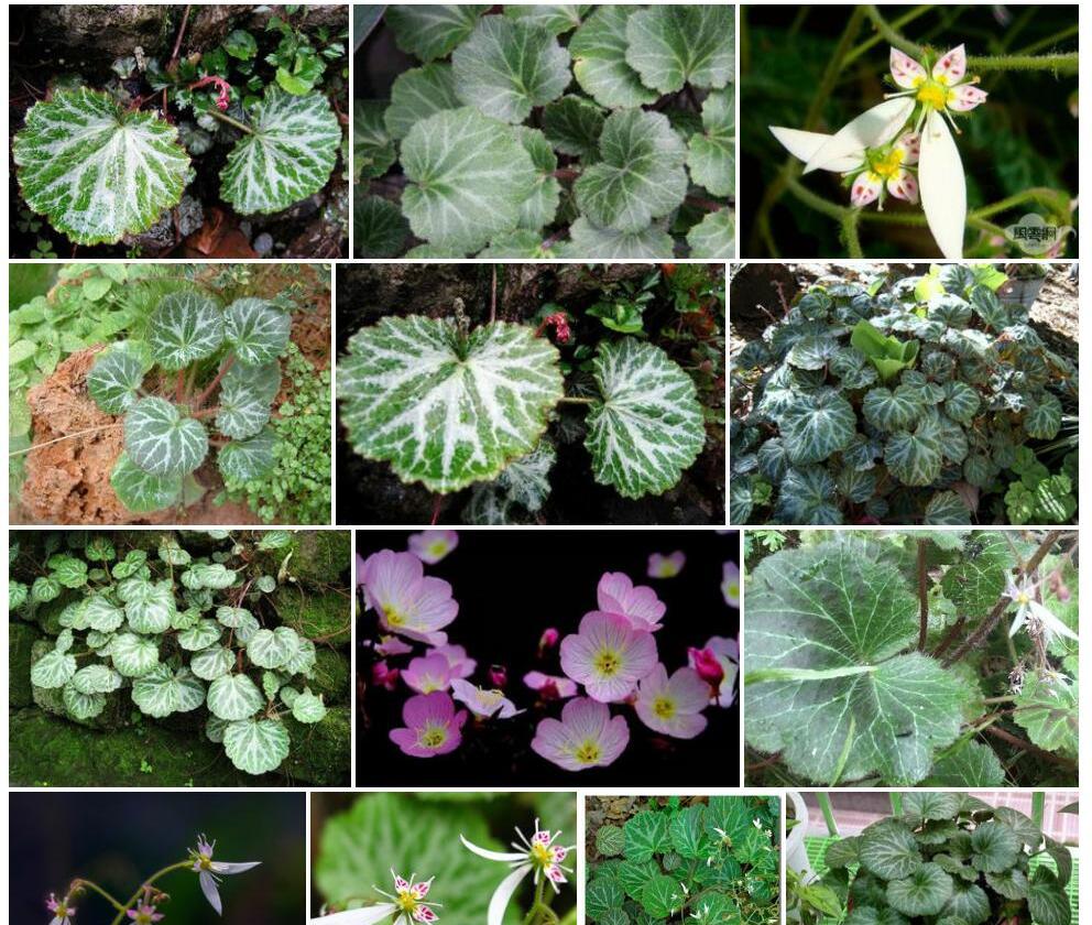 大花虎耳草照片和图片/