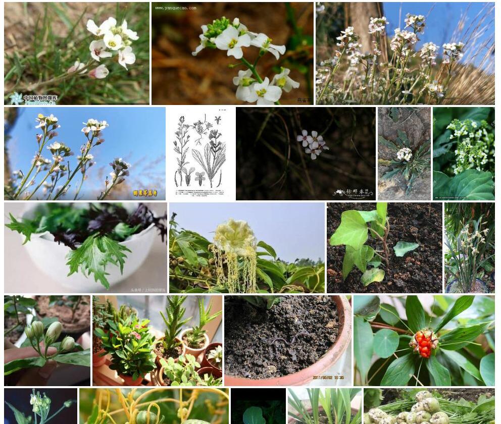 大花蚓果芥照片和图片/