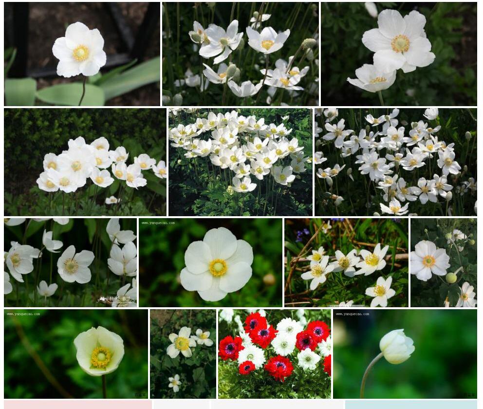 大花银莲花照片和图片/
