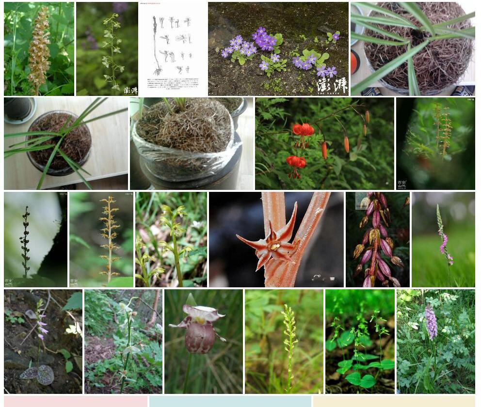 大花鸟巢兰照片和图片/