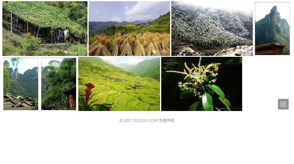 大苗山柯照片和图片/