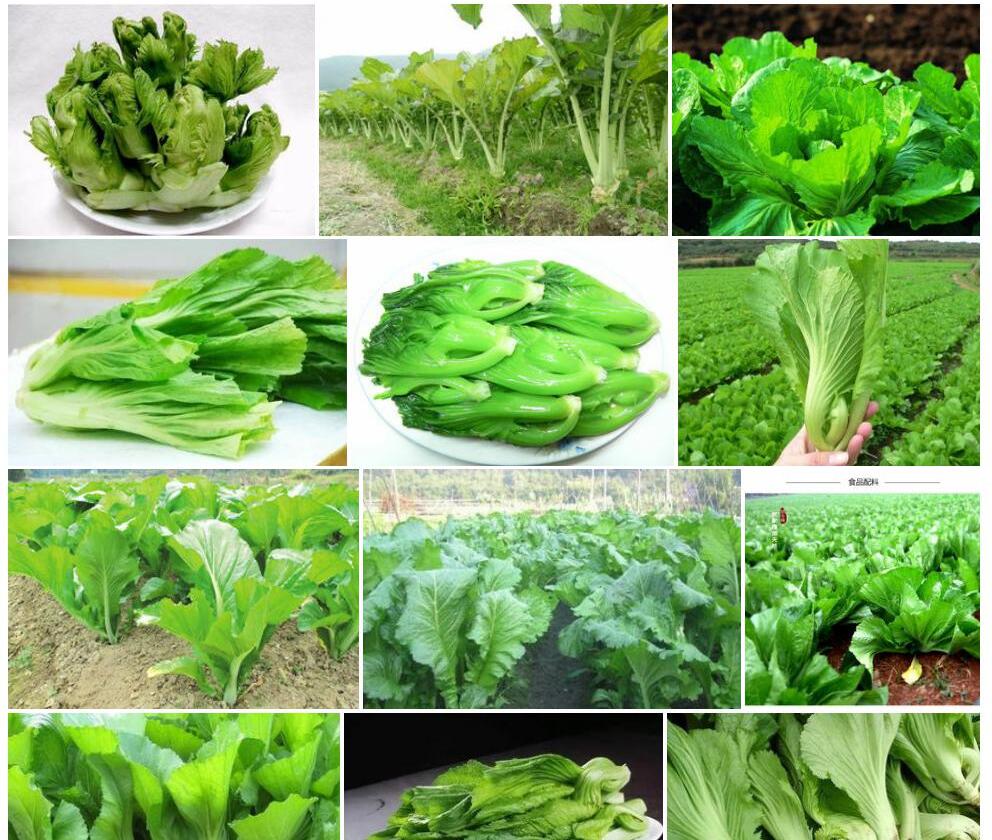 大苞天芥菜照片和图片/