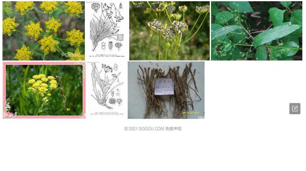 大苞柴胡照片和图片/