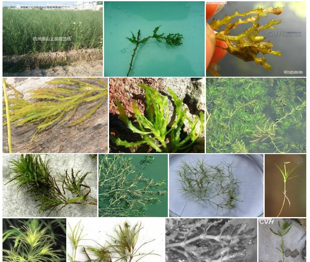 大茨藻照片和图片/