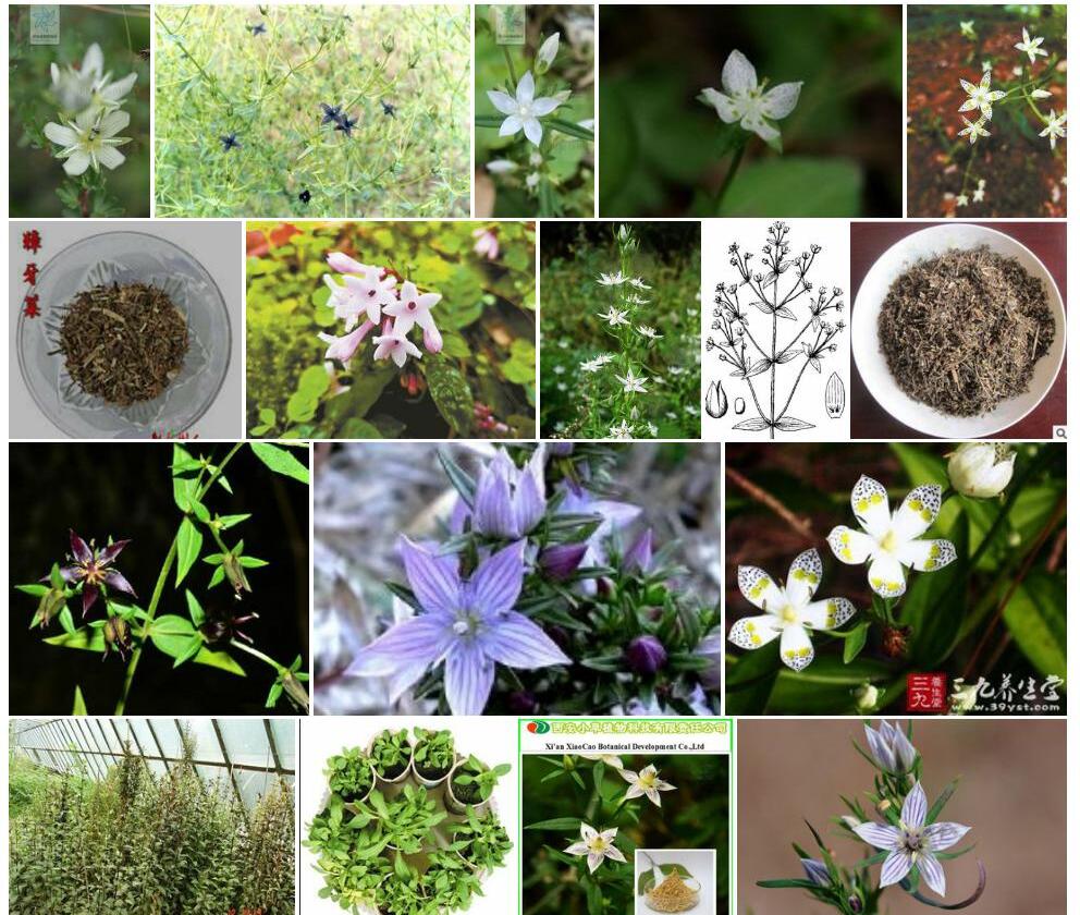 大药獐牙菜照片和图片/
