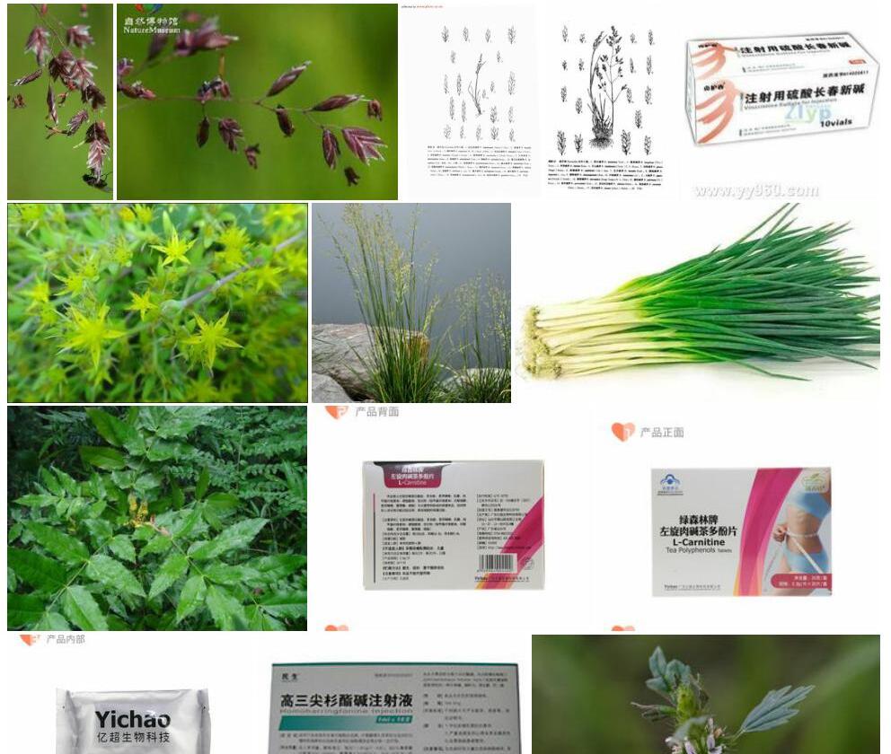 大药碱茅照片和图片/