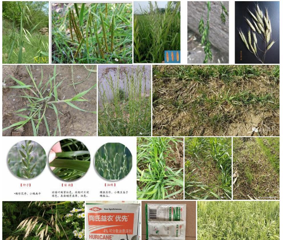 大药雀麦照片和图片/
