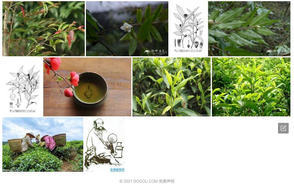 大萼毛蕊茶照片和图片/