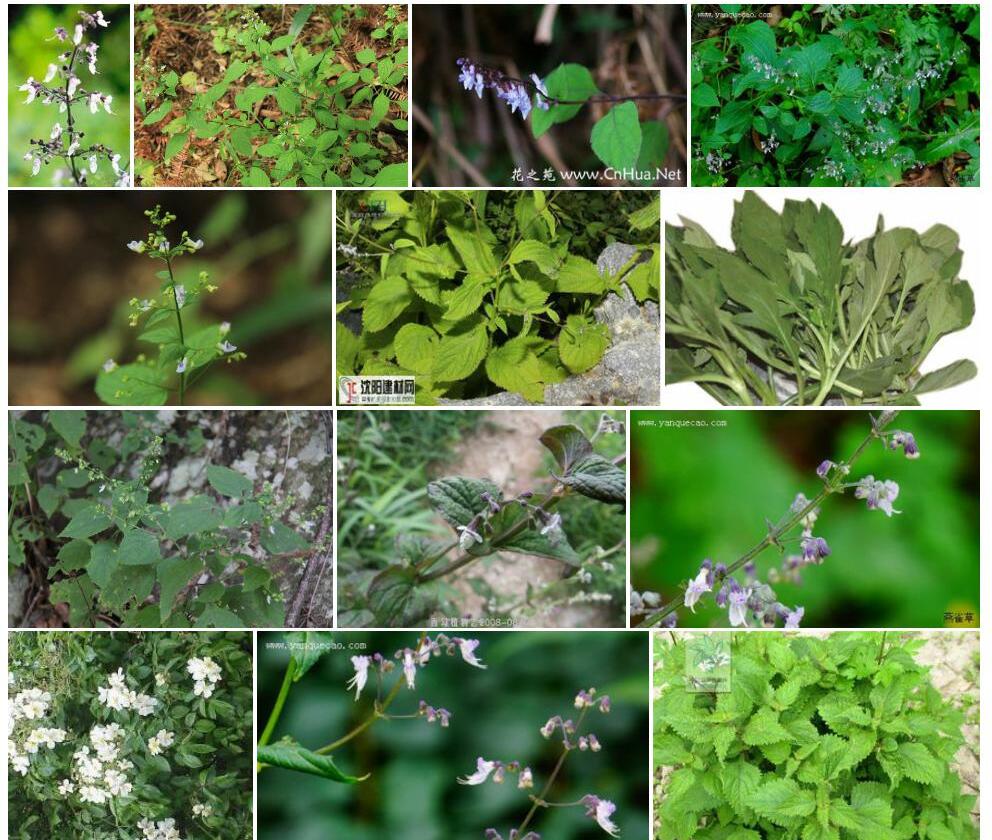 大萼香茶菜照片和图片/