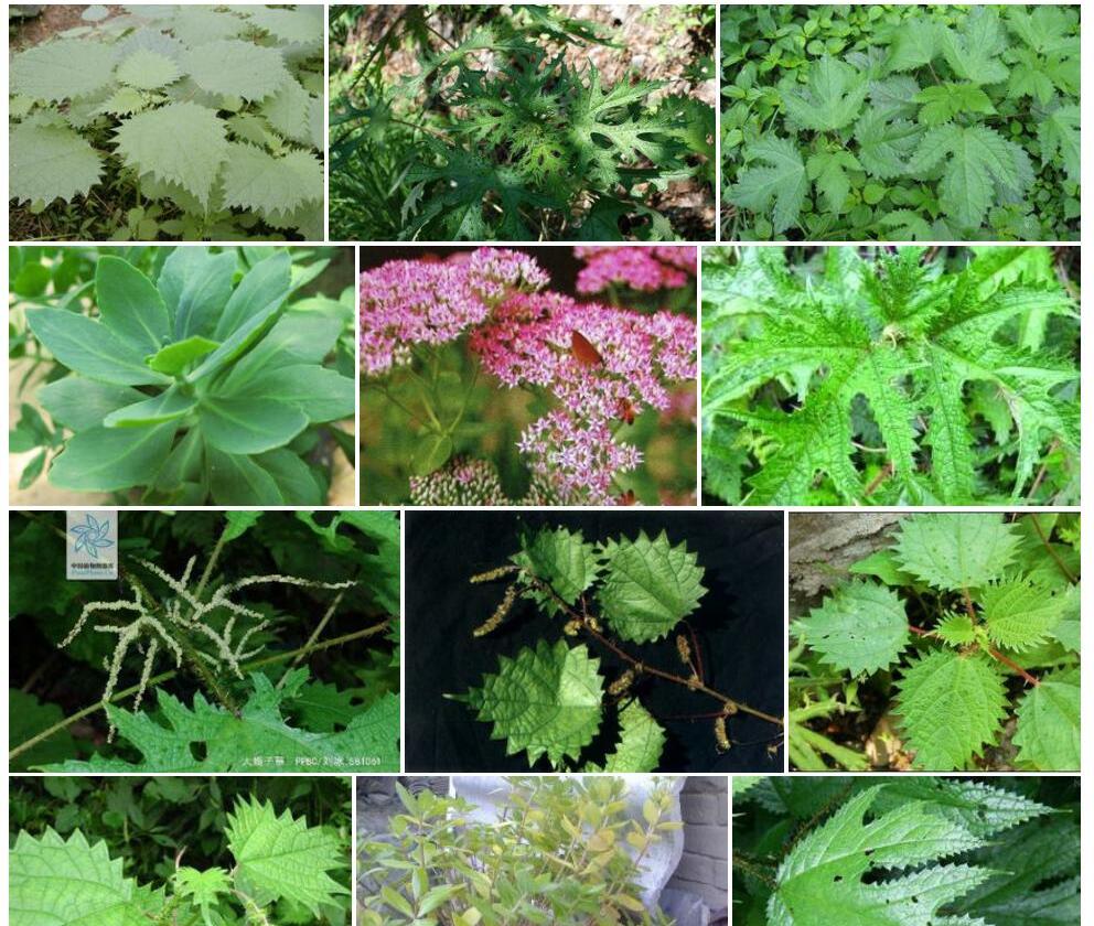 大蝎子草照片和图片/