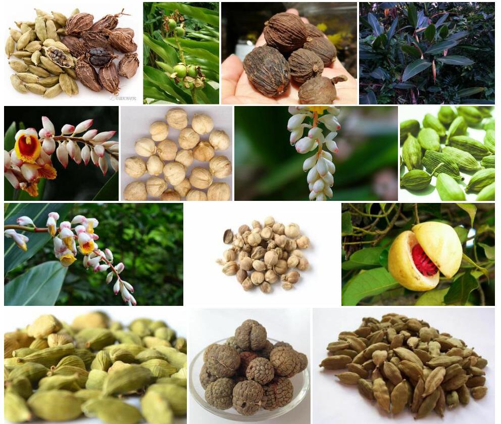 大豆蔻照片和图片/