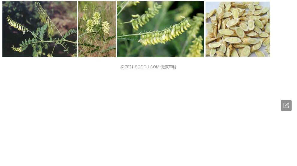 大通黄耆照片和图片/