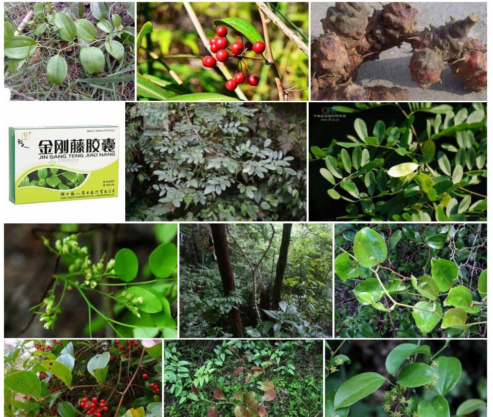 大金刚藤照片和图片/
