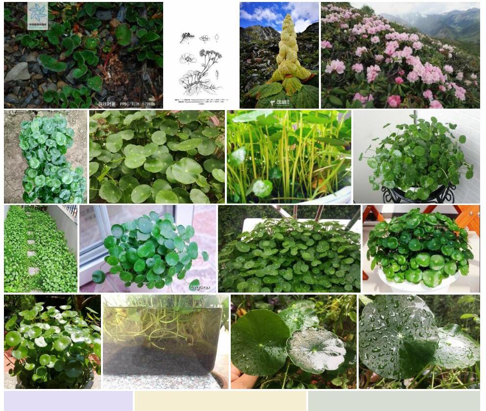 大铜钱叶蓼照片和图片/