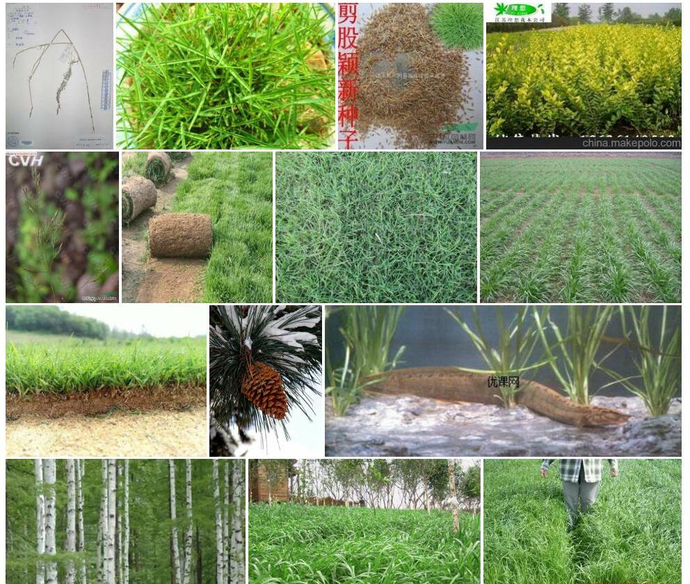 大锥剪股颖照片和图片/