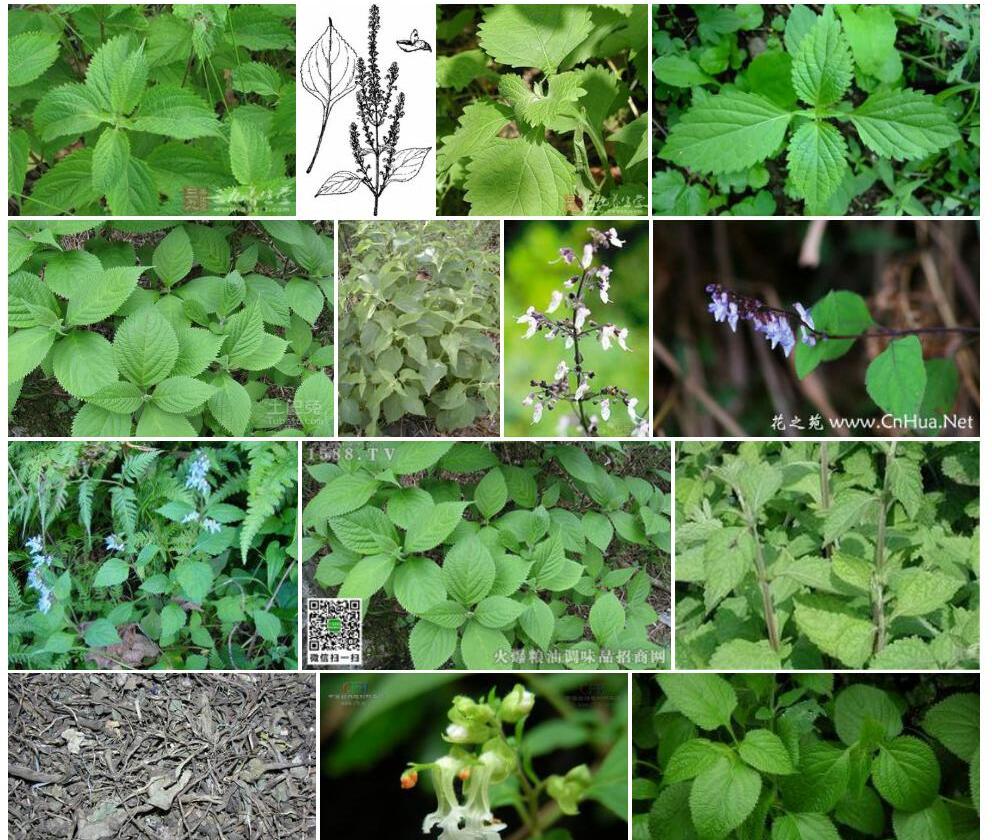 大锥香茶菜照片和图片/