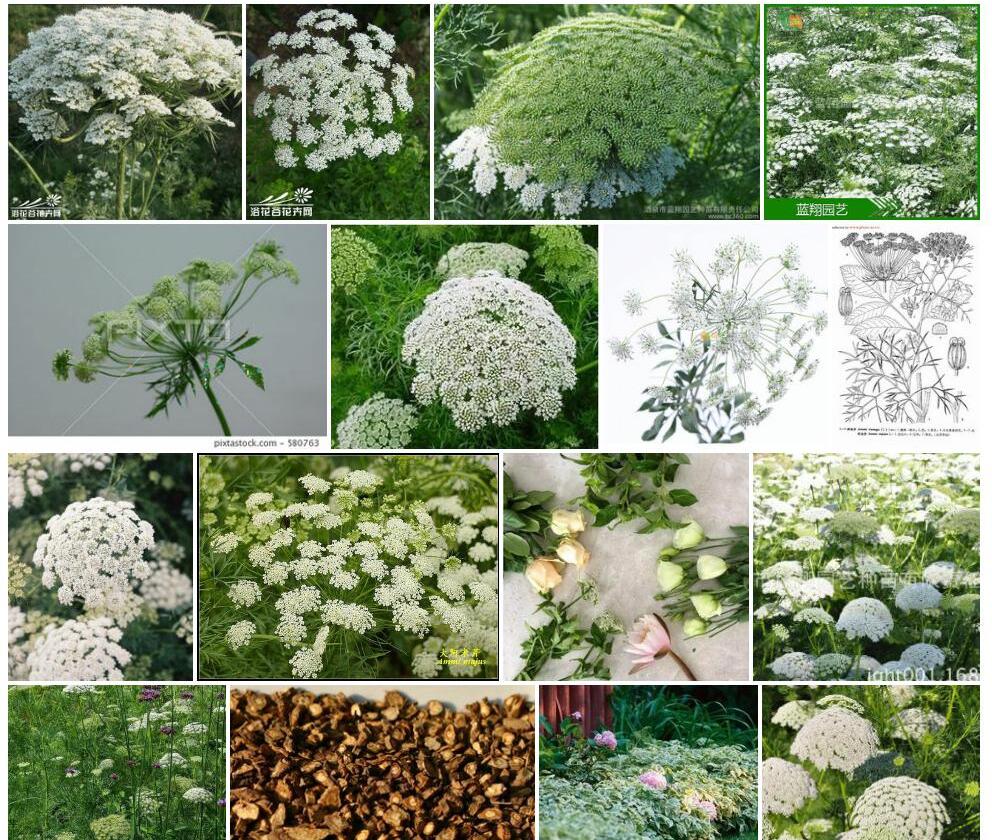 大阿米芹照片和图片/