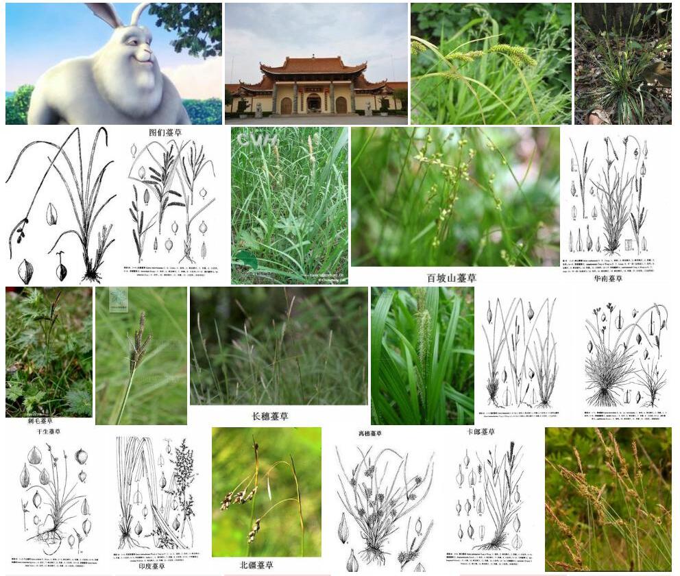 大雄薹草照片和图片/