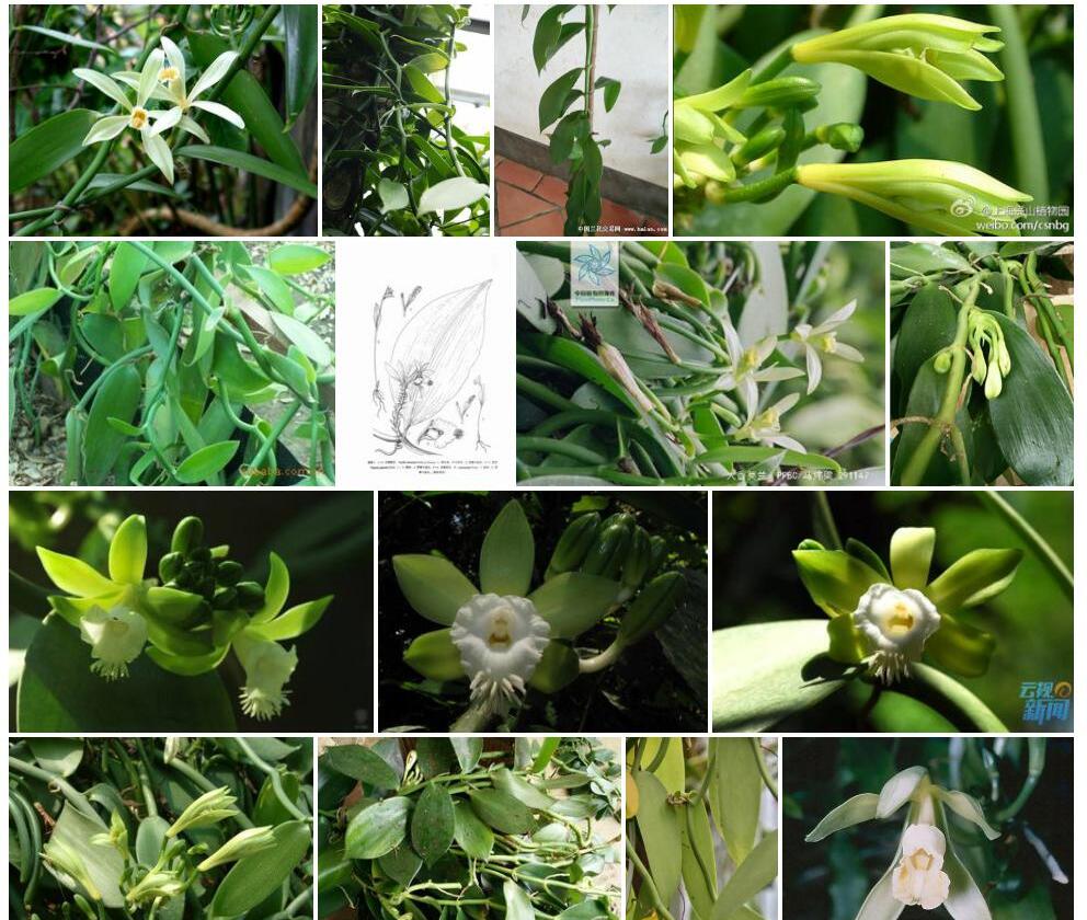 大香荚兰照片和图片/