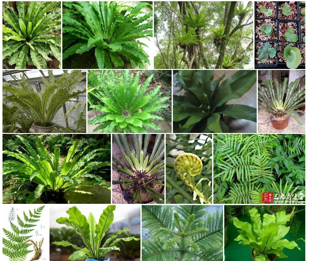 大鳞巢蕨照片和图片/