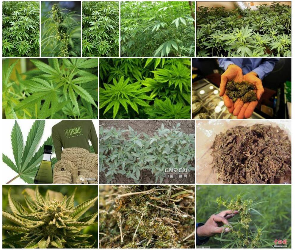 大麻照片和图片/