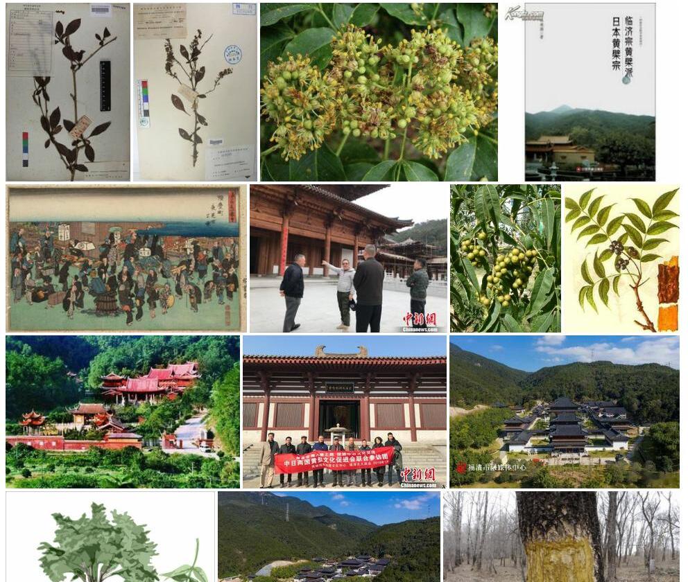 大黄檗照片和图片/