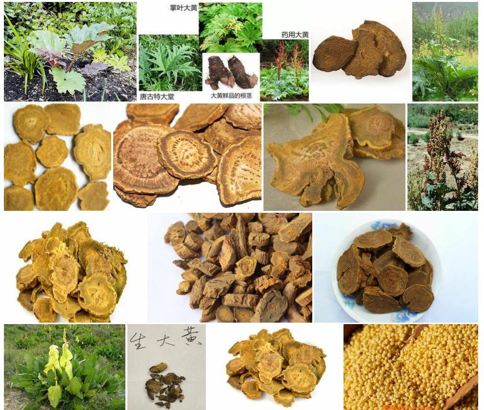 大黄药照片和图片/
