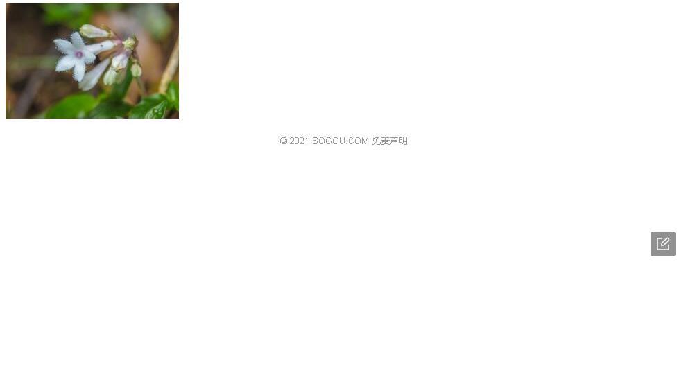大齿蛇根草照片和图片/