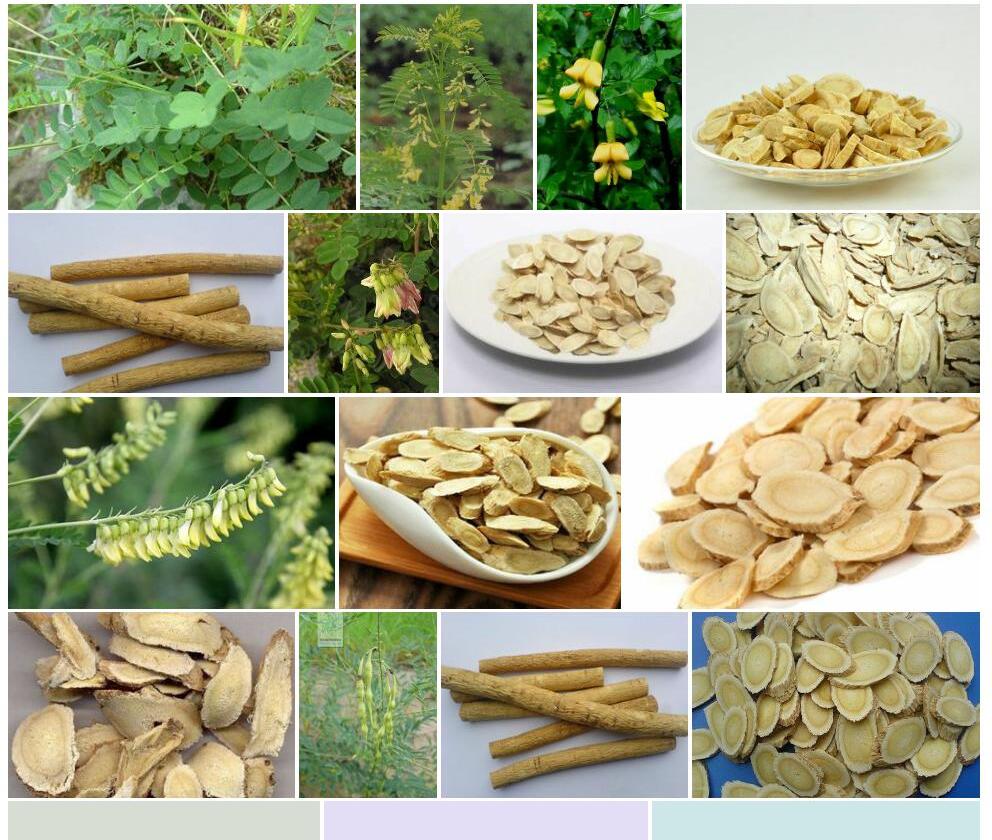 天全黄耆照片和图片/