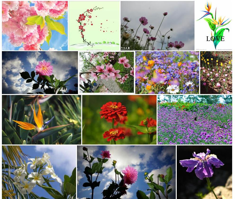 天堂花照片和图片/