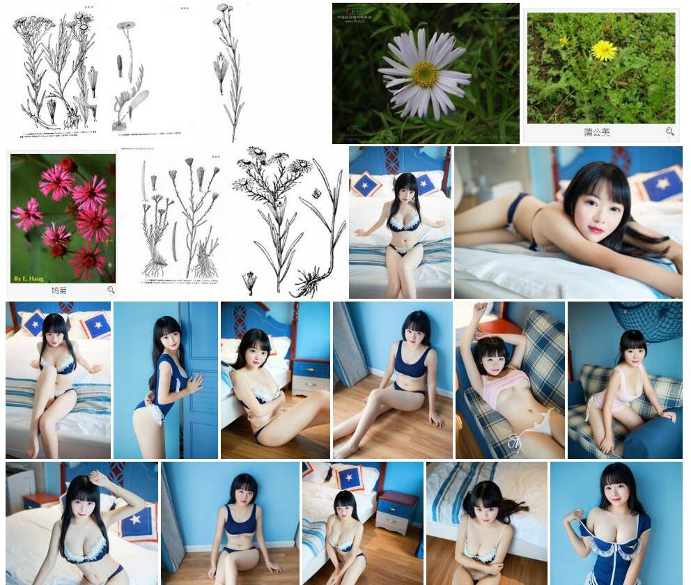 天山乳菀照片和图片/