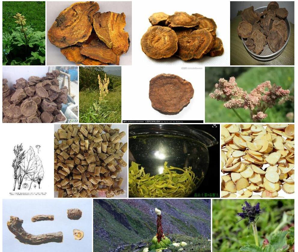 天山大黄照片和图片/
