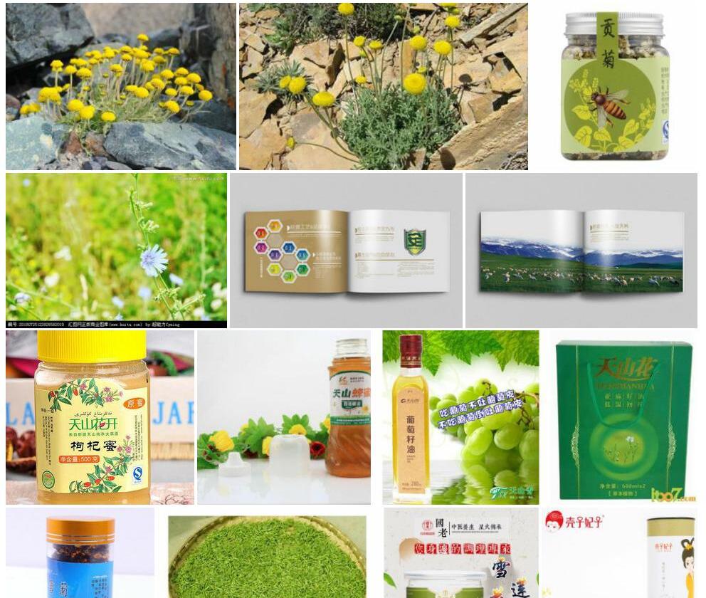 天山小甘菊照片和图片/