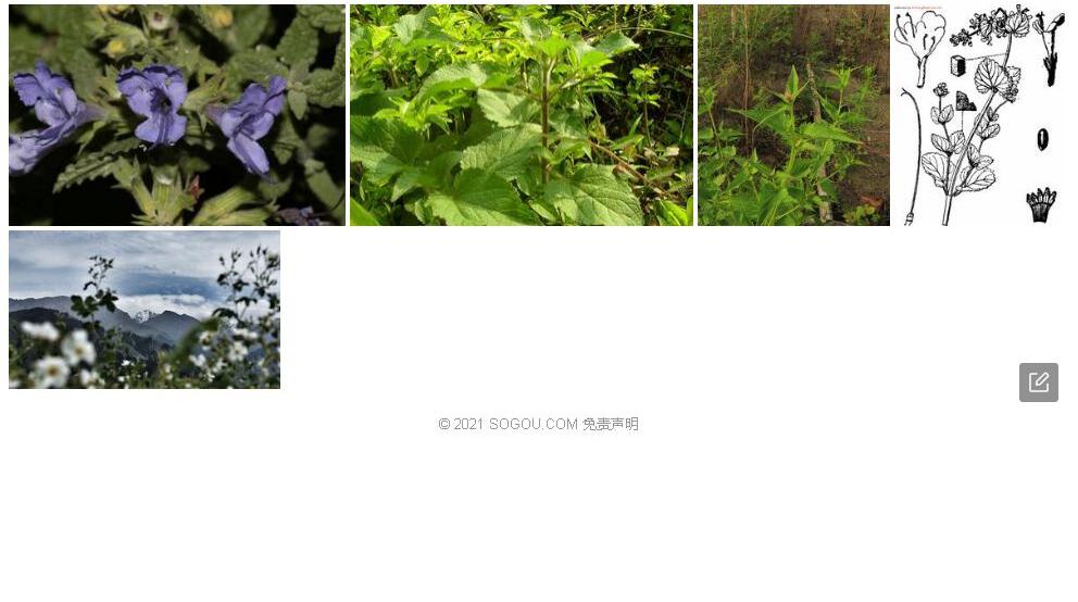 天山扭藿香照片和图片/